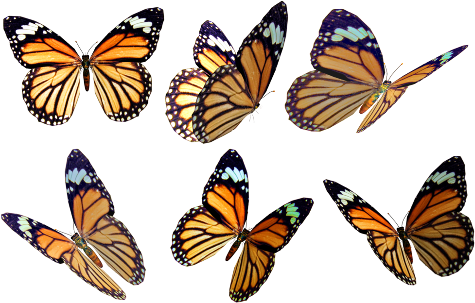 Monarch Butterfly Drawing Color Photography - Mariposas Naranjas Con Negro (1024x660)