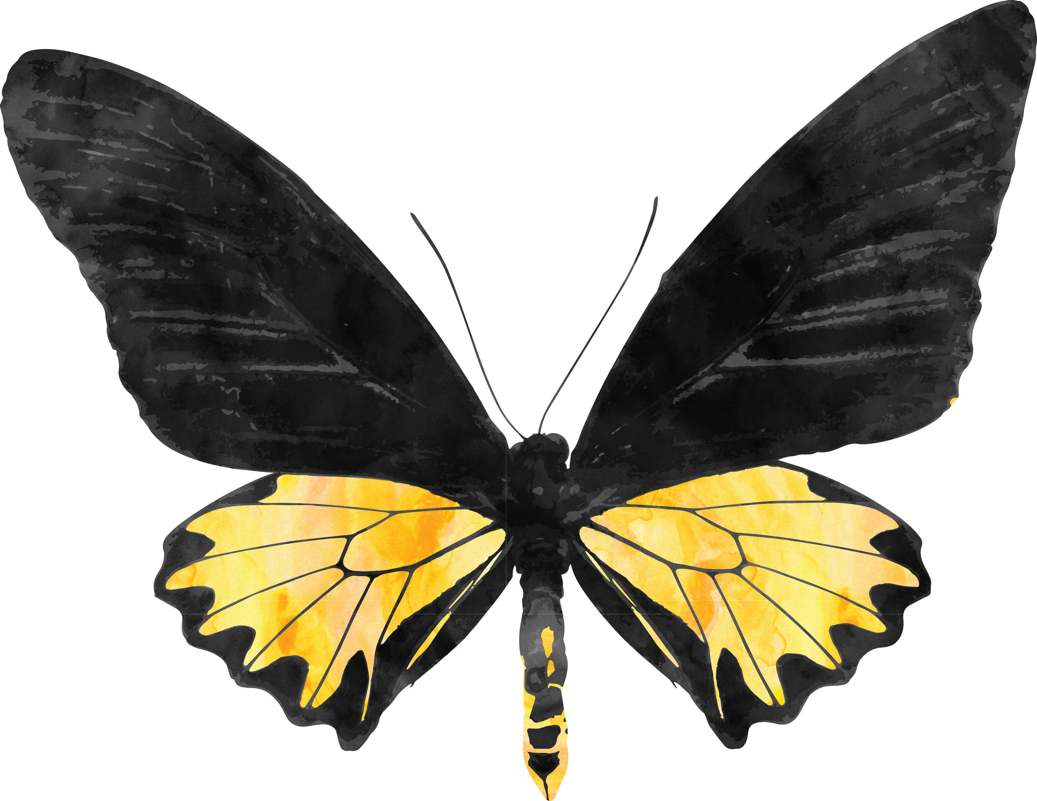 Butterfly Biological Life Cycle Poster Stock Photography - Butterfly (3298x2547)