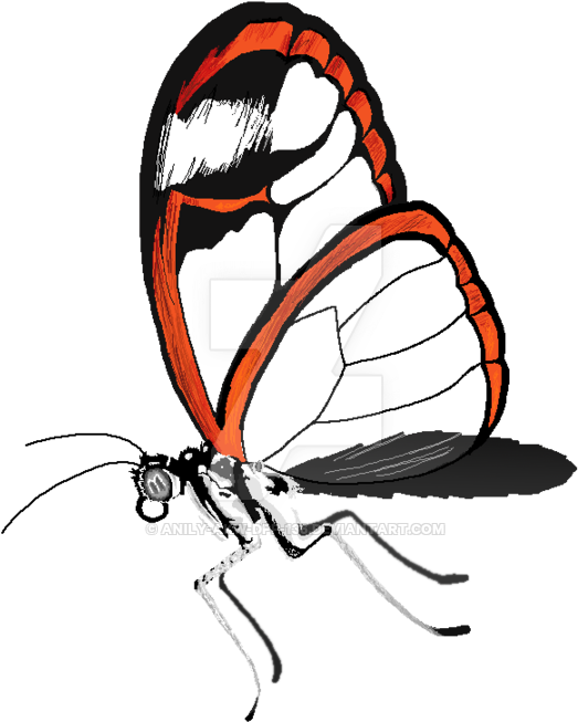 Glasswing Butterfly By Anily Akw Dpp 136 - Glasswing Butterfly Art Painting (600x770)