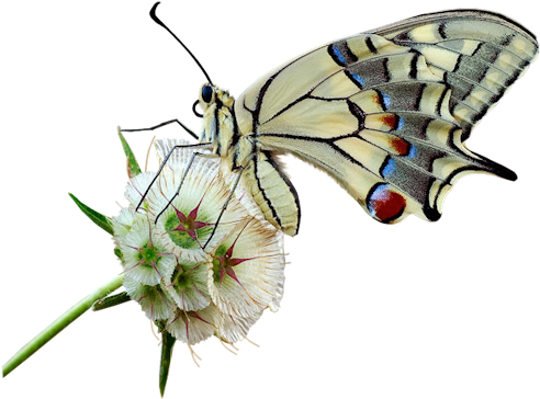Cream Butterfly Eaf - Tamron 90mm Macro Nikon (540x386)