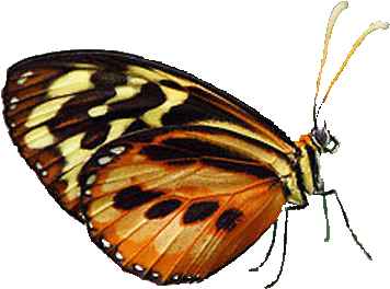 A79f5890 - Brush-footed Butterfly (460x307)