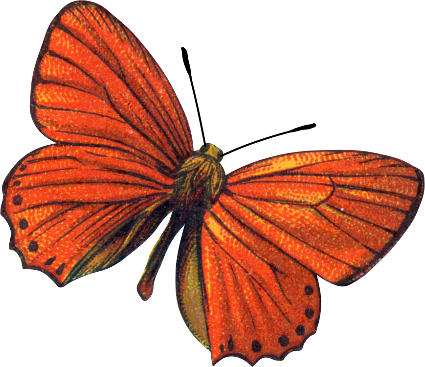 Mi Agradecimiento A Http - Butterflies (869x751)