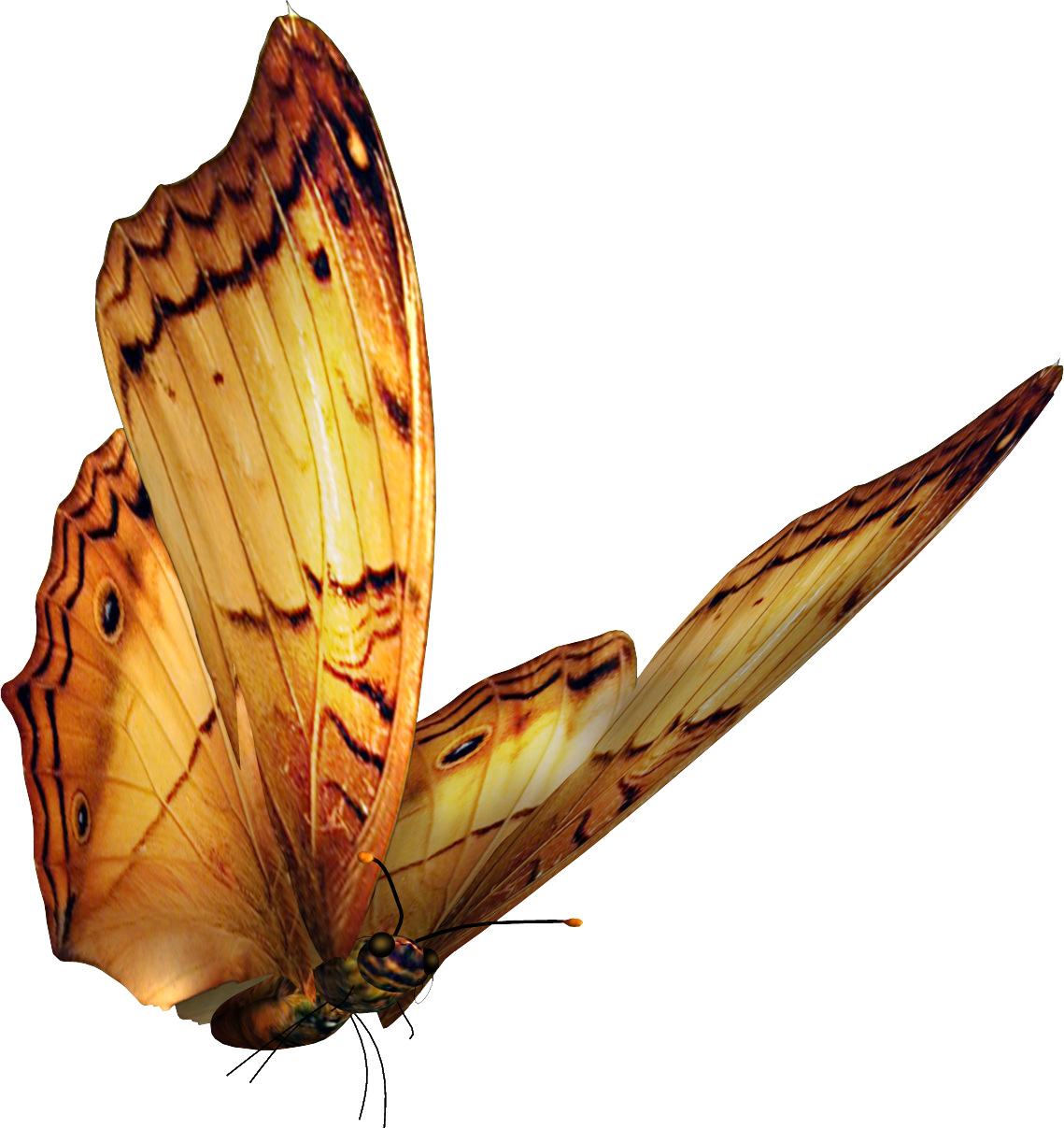 Mariposas Png - Butterfly Psd (1139x1207)