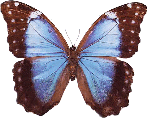 Common Blue (490x400)
