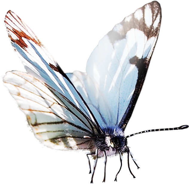 Butterfly Papillon Dog Insect Clip Art - Watercolor Butterfly Png (633x614)