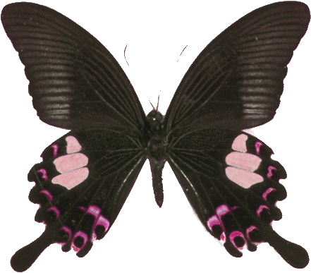 Quizás Tambien Te Interese - Gothic Butterfly (441x387)