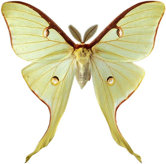 Actias Luna - Moth With Feathery Antennae (553x545)