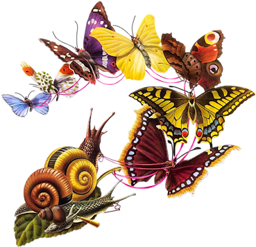Snail Butterflies - Alan Aldridge (398x400)