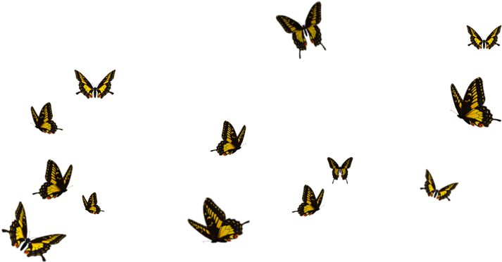 Flying Butterflies Png - Flock Of Butterflies Png (900x500)