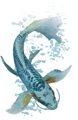 Your - Koi (430x470)
