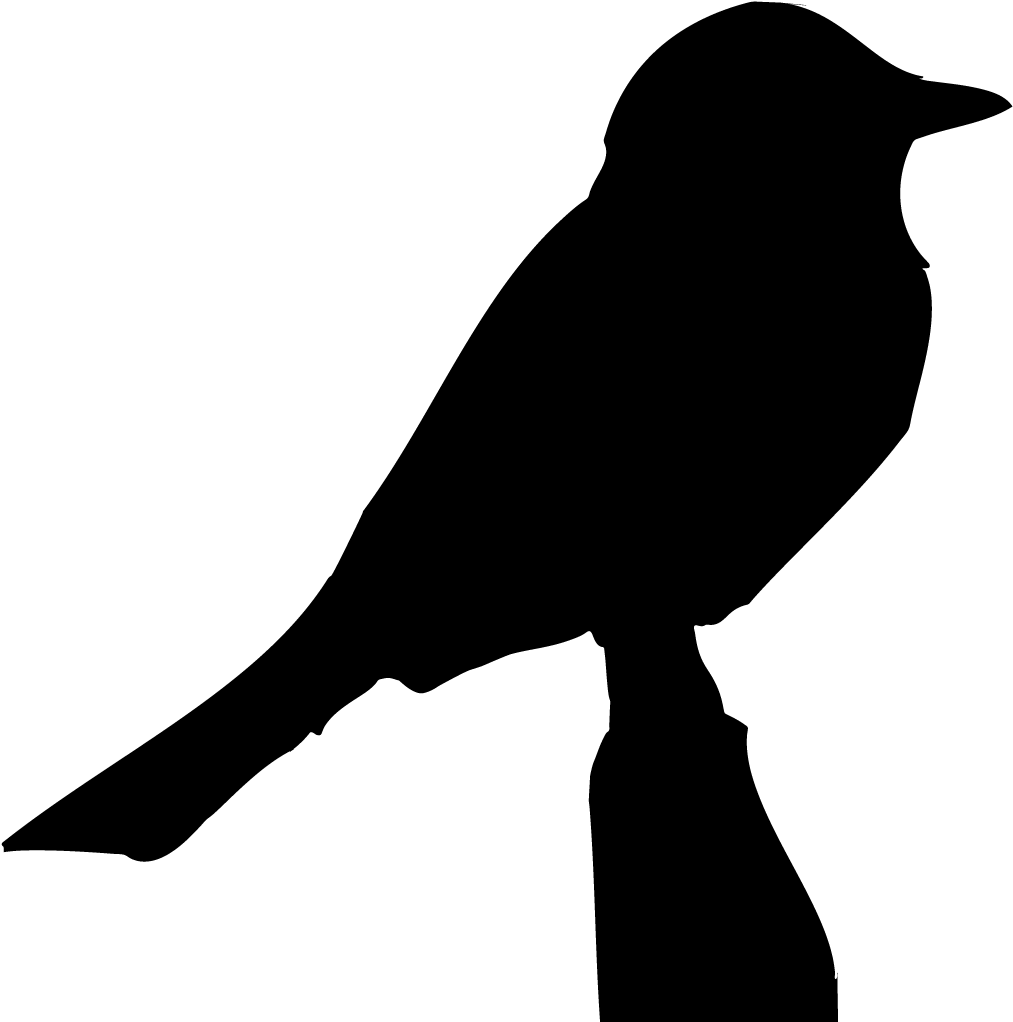 Eastern Phoebe Overview, All About Birds, Cornell Lab - All About Birds (1024x1024)