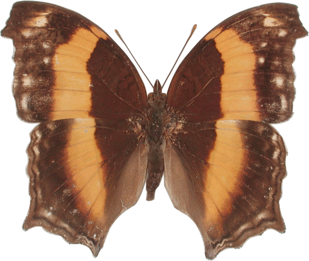 Vanessa Atalanta (1037x875)