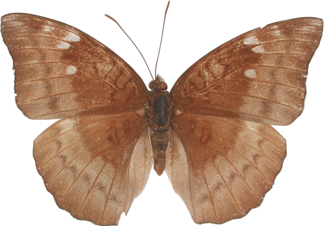 สกุลผีเสื้อกลาสี - Blood-red Glider (1092x764)