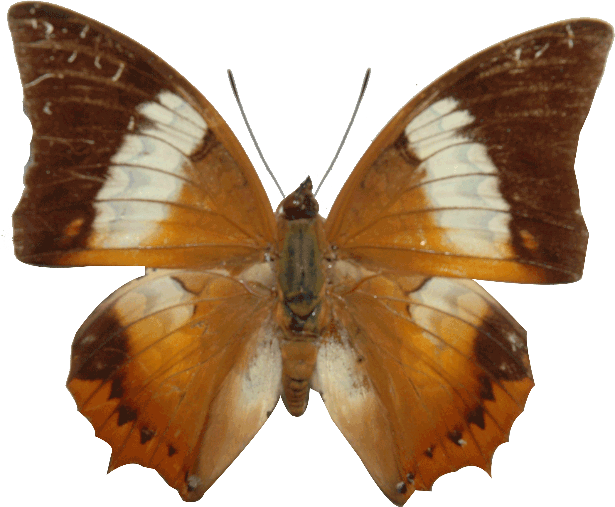 ผีเสื้อตาลหนามแดง The Tawny Rajah Charaxes Bernardus - Photograph (2273x1917)