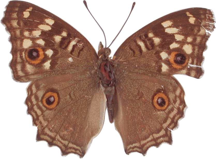 Junonia Almana Almana - ผีเสื้อ แพน ซี สี ตาล (835x615)