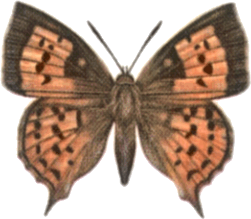 Common Scarlet Male Common Scarlet Female - Brown Hairstreak (516x452)