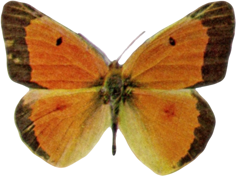 Clouded Yellows Gossamer Winged Butterflies Brush Footed - Meadow Brown (796x603)