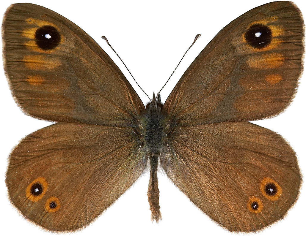 Ind, View & Price Large Size Stock Photos & Videos - Speckled Wood (butterfly (1048x799)