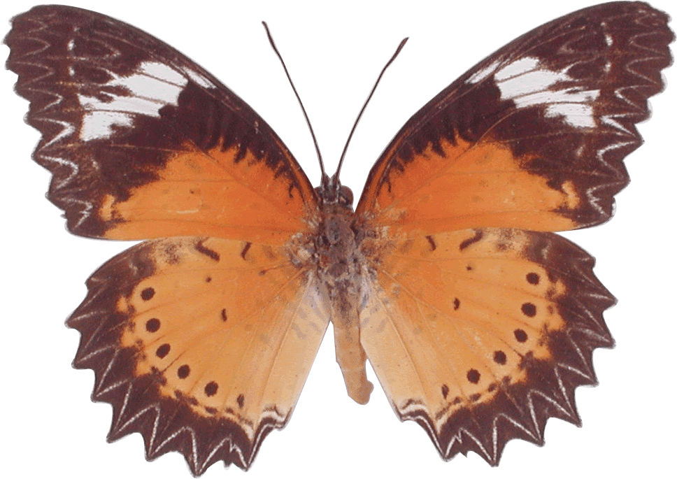 วันอังคารที่ 22 มกราคม พ - รูป ผีเสื้อ (968x685)