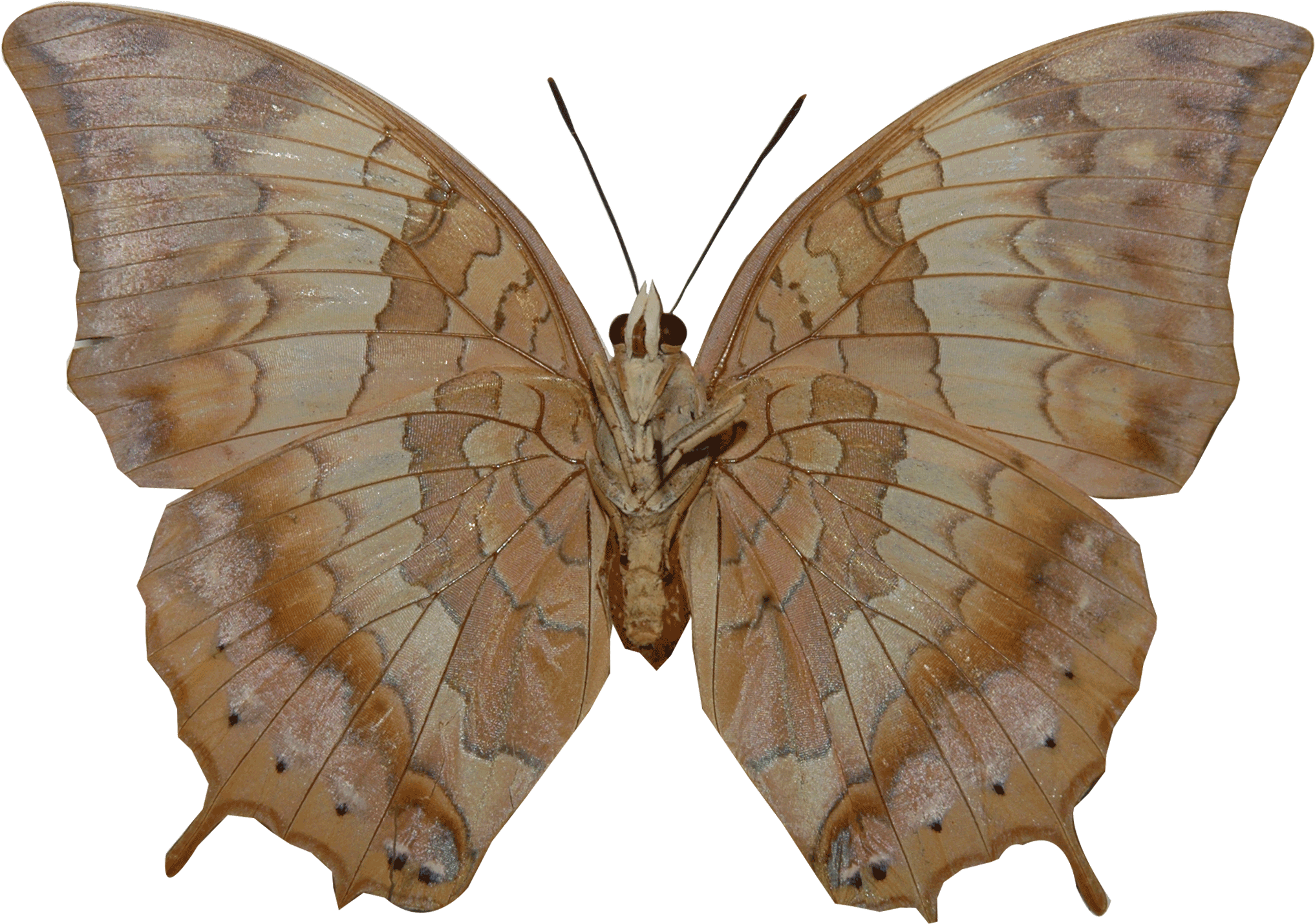 Http - //www - Dnp - Go - - Speckled Wood (butterfly (2116x1541)