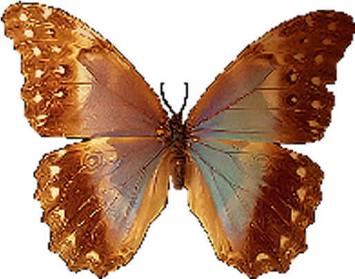 Animated Pictures Of Animals (600x536)