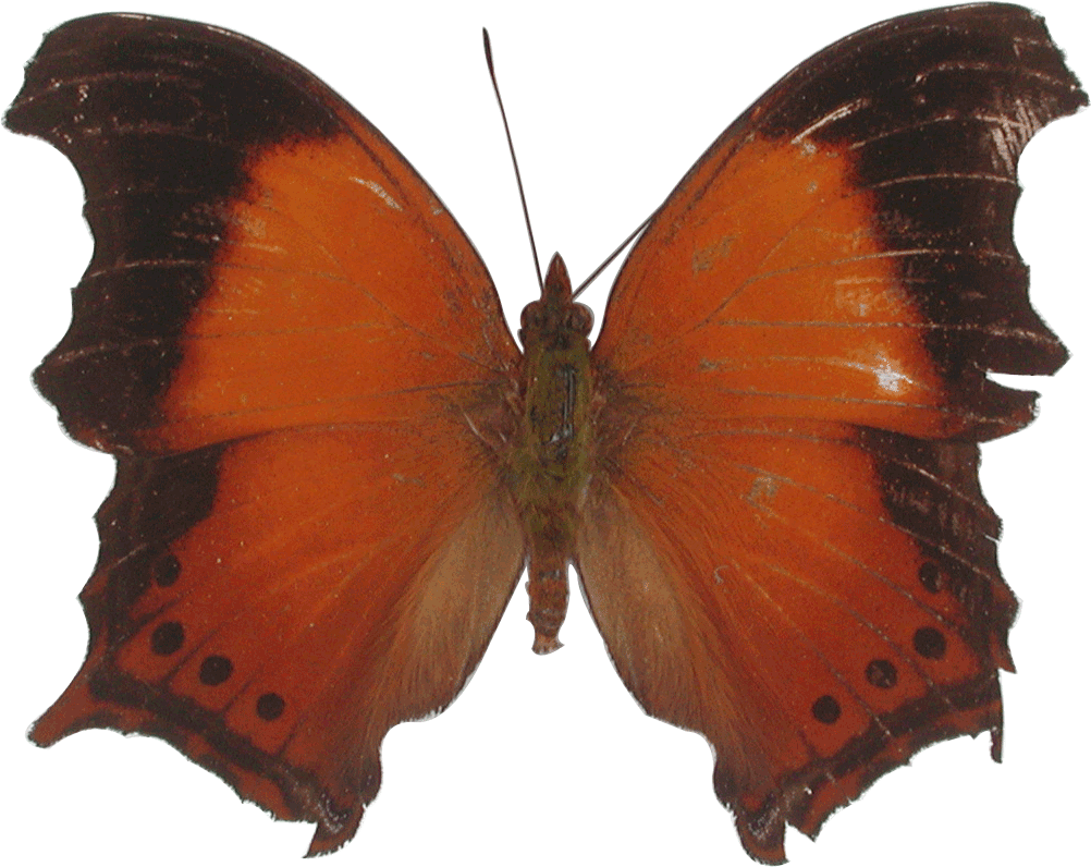 Butterflies - การหาชื่อผีเสื้อกลางวัน - Brown Hairstreak (1002x796)