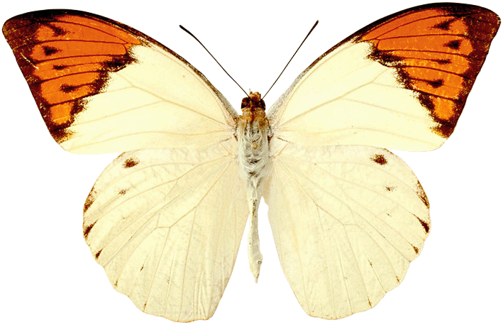 Mariposa Blanca Y Naranja (709x458)