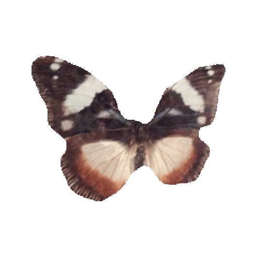Butterfly Sticker By Imoji - Vanessa Atalanta (400x301)