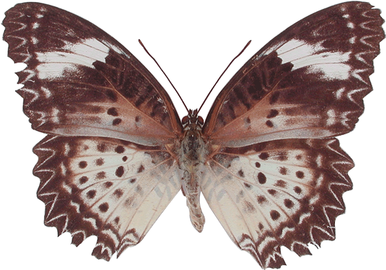 Butterflies And Moths 1 2 3 4 5 - Silver-washed Fritillary (560x392)