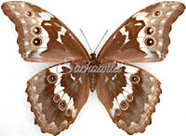 Godart's Morpho (600x600)