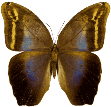 Filed Under Butterflygreentexascuba - Amazon Rainforest (380x366)