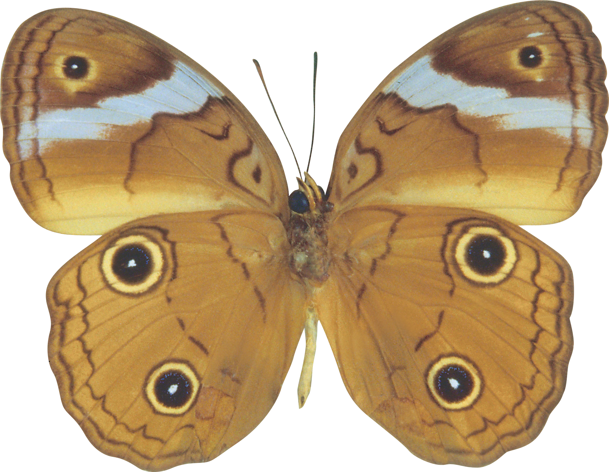 Written By Dreamland In Butterfly On 20 February 2014 - Butterflies And Moths (2093x1623)