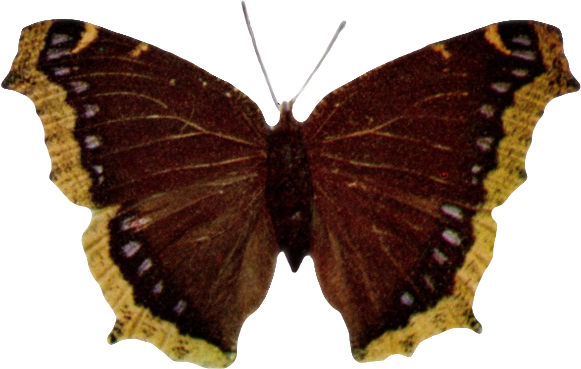 Nymphalis Antiopa-transparent - Camberwell Beauty (1220x787)