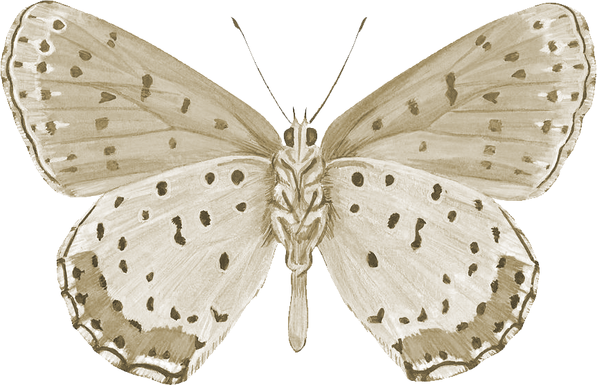 Spotted Butterfly Png By Yotoots - Art Print: Bronze Copper Butterfly At Art.com: Size: (862x556)