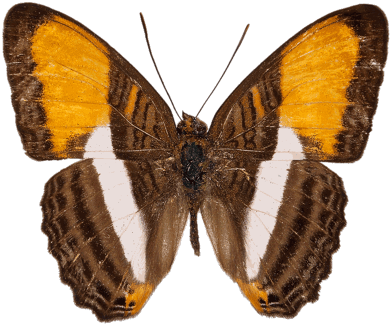 Filed Under Butterflygreentexascuba - Adelpha Cytherea (400x338)