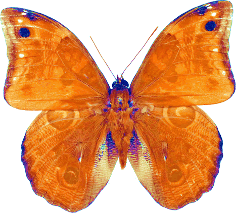 Butterfly-1 - Brush-footed Butterfly (467x422)