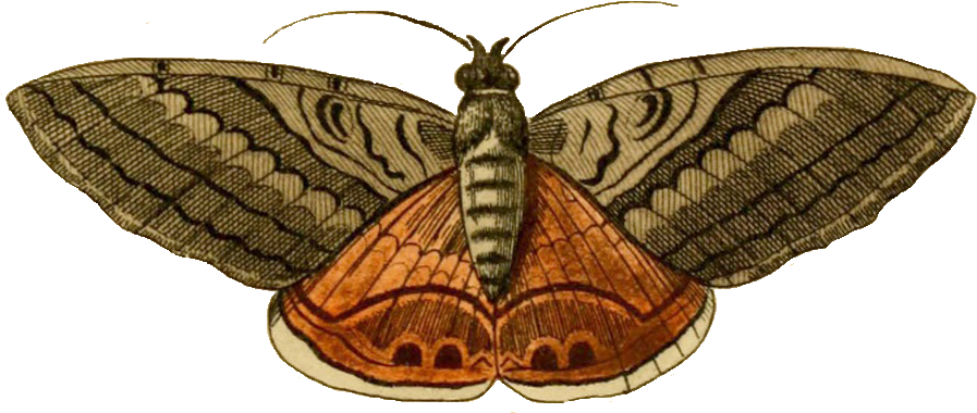 Clip Art Of Moth (918x405)