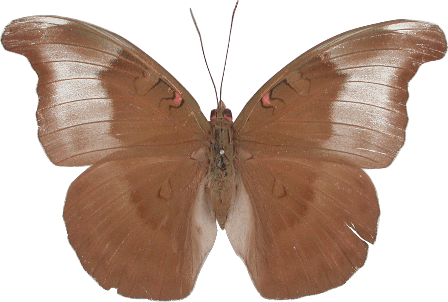 ผีเสื้อดุ๊คจุดแดง The Redspot Duke - Brush-footed Butterfly (1503x1014)