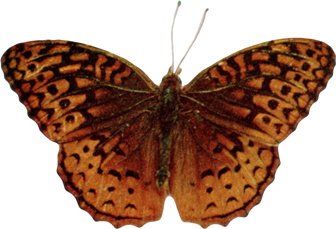 Speyeria Aphrodite Alcestis-transparent - Aphrodite Fritillary (1176x814)