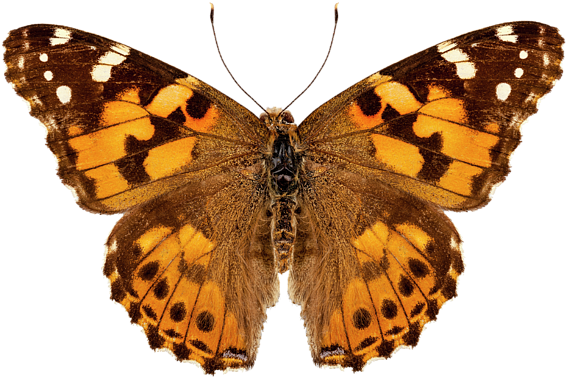 Bleed Area May Not Be Visible - Vanessa Cardui (600x400)