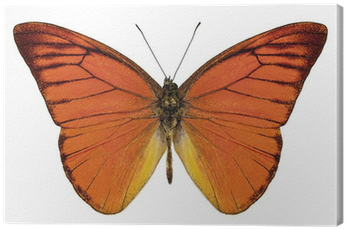 Orange Butterfly Species Appias Nero Neronis "orange - Appias Nero (400x400)