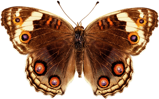 Click And Drag To Re-position The Image, If Desired - Schmetterlingarten (600x400)