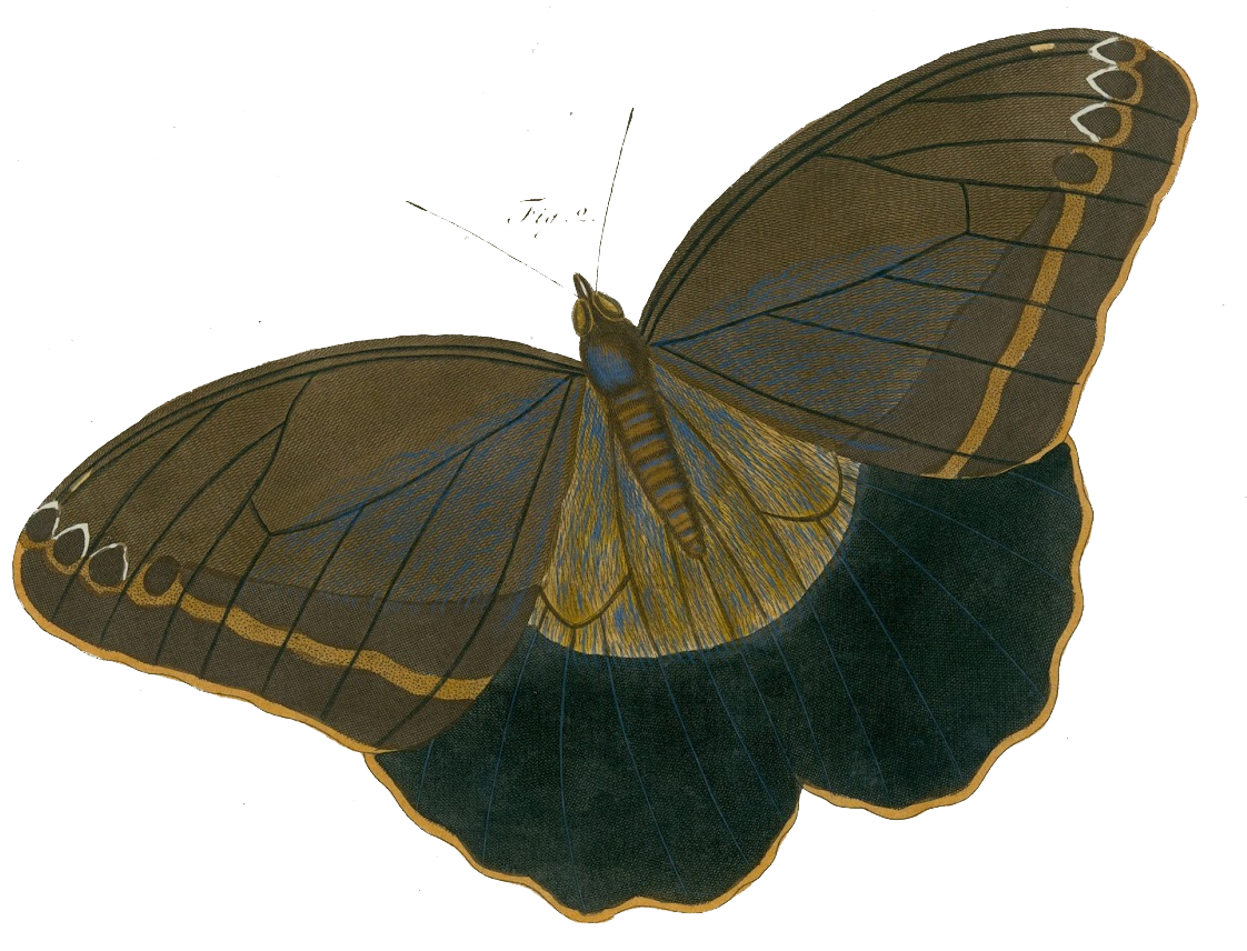 Free Vintage Illustrations Butterfly - Allposters.de Giclée-druck: Surinam Butterflies, 61x46cm. (1134x884)