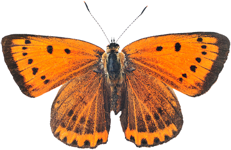 "just When The Caterpillar Thought The World Was Over, - Large Copper (500x340)