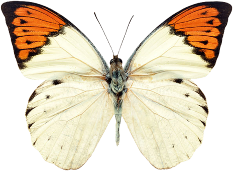 Papillons / - Great Orange Tip Butterfly (500x375)