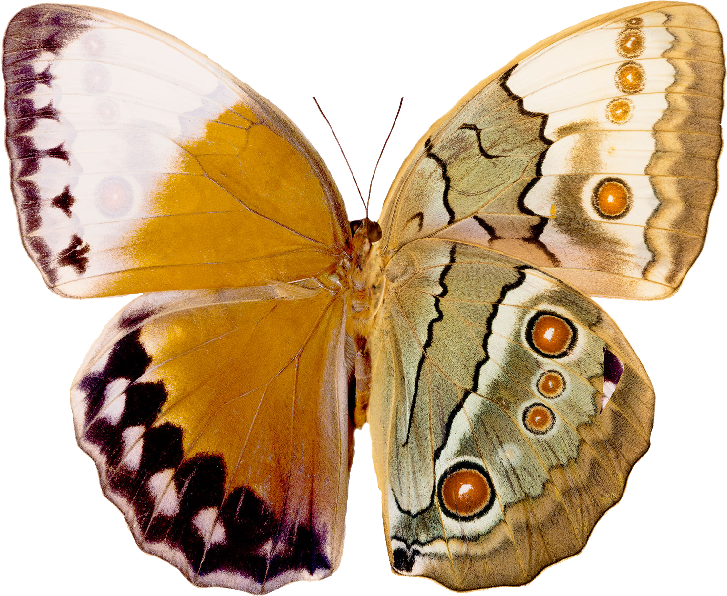 I Hope This Site Can Help Ease Some Of Those Stress - Underside Of Butterfly Wings (2048x1536)