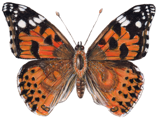 Your Name - Painted Lady Butterfly Wings (521x394)
