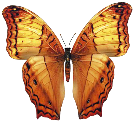 Papillons / - Free Butterfly Photoshop Overlay (484x449)