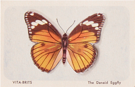 Monarch Butterfly (500x351)