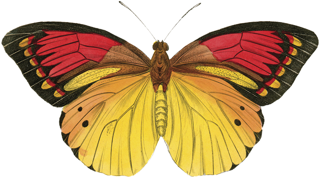 Ola Pakitos N Vim Trazer Png's De Brabuletas, Espero - Posterazzi Butterfly Theme Iii Poster Print By Susan (648x366)
